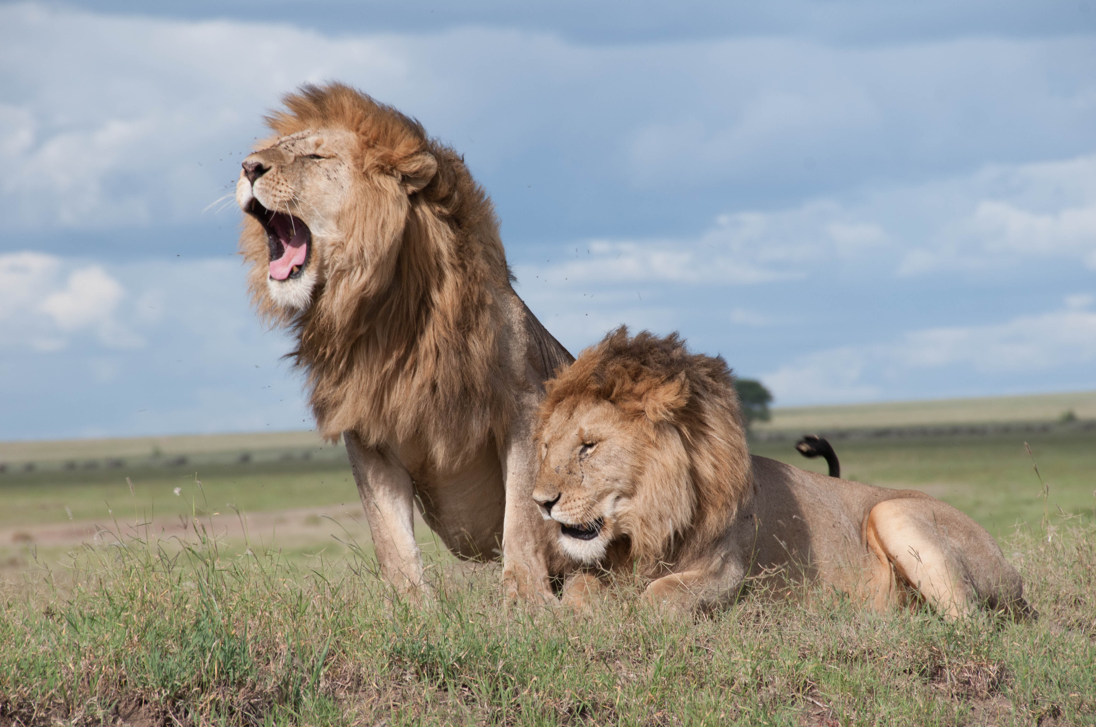 A lion sitting on a plain and roaring